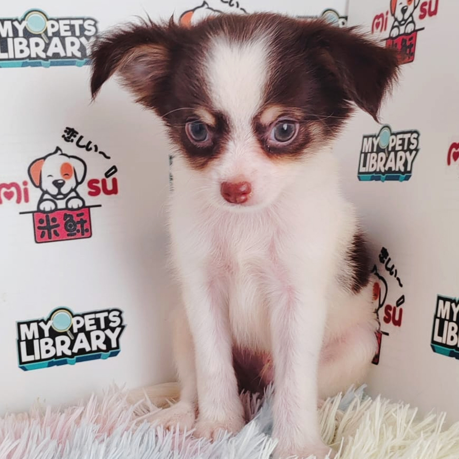 Chihuahua Puppy (Male) For Sale