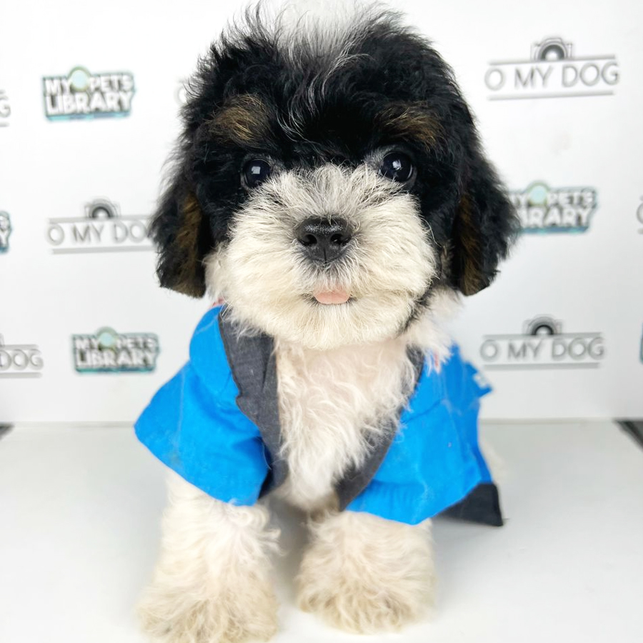 Toy Poodle Puppy (Male) For Sale