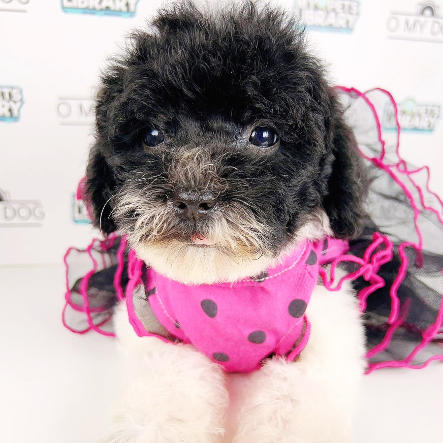 Toy Poodle Puppy (Female) For Sale