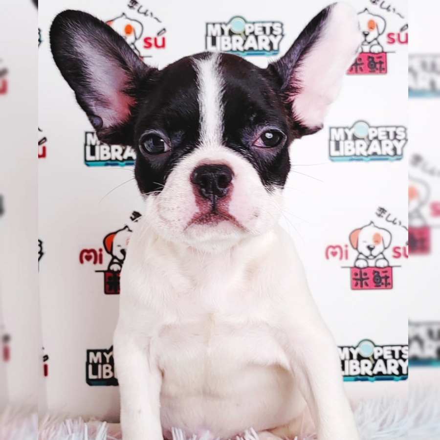French Bulldog Puppy (Male) For Sale