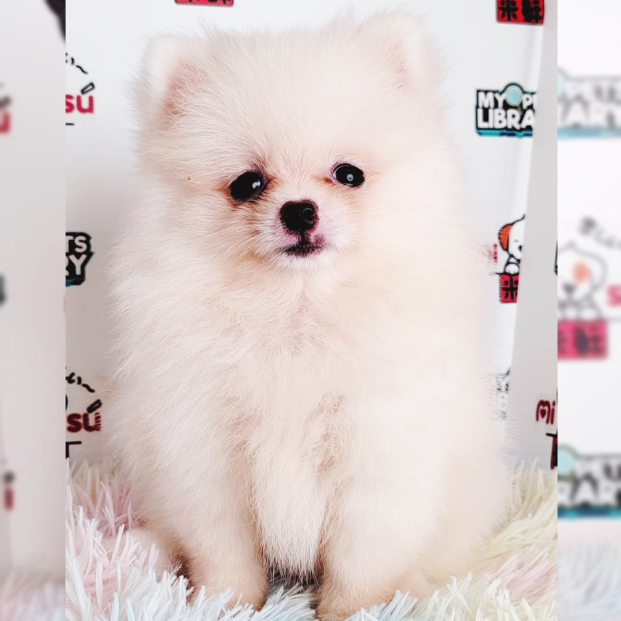 Pomeranian Puppy (Female) For Sale