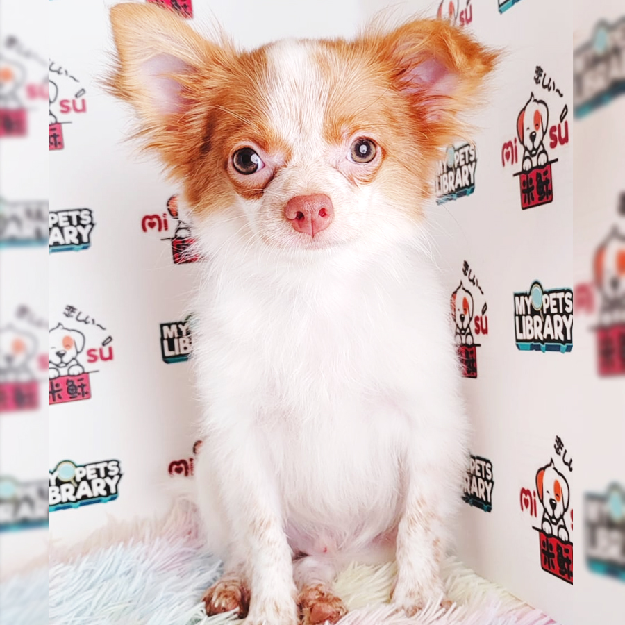 Chihuahua Puppy (Male) For Sale