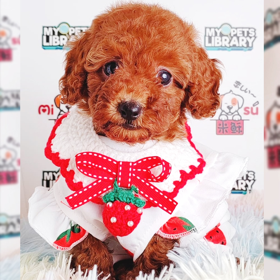 Toy Poodle Puppy (Female) For Sale