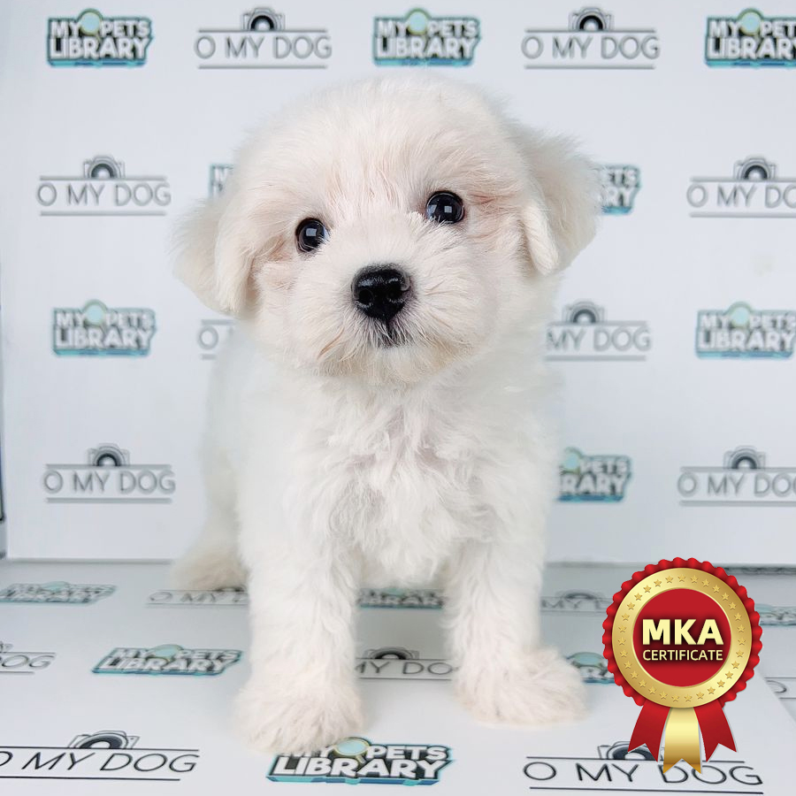 MKA Tiny Malese Puppy (Male) For Sale