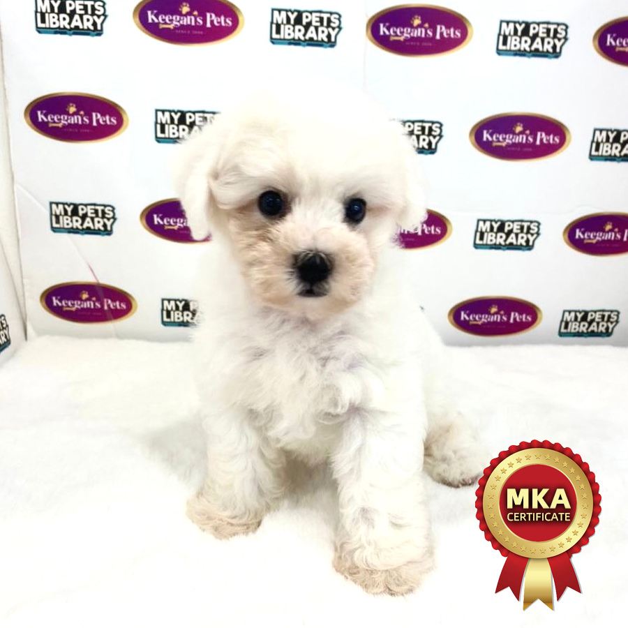 MKA Bichon Frise Puppy (Male) For Sale