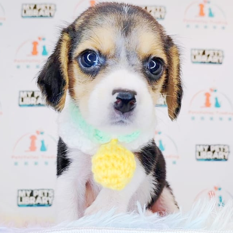 Beagle Puppy (Female) For Sale