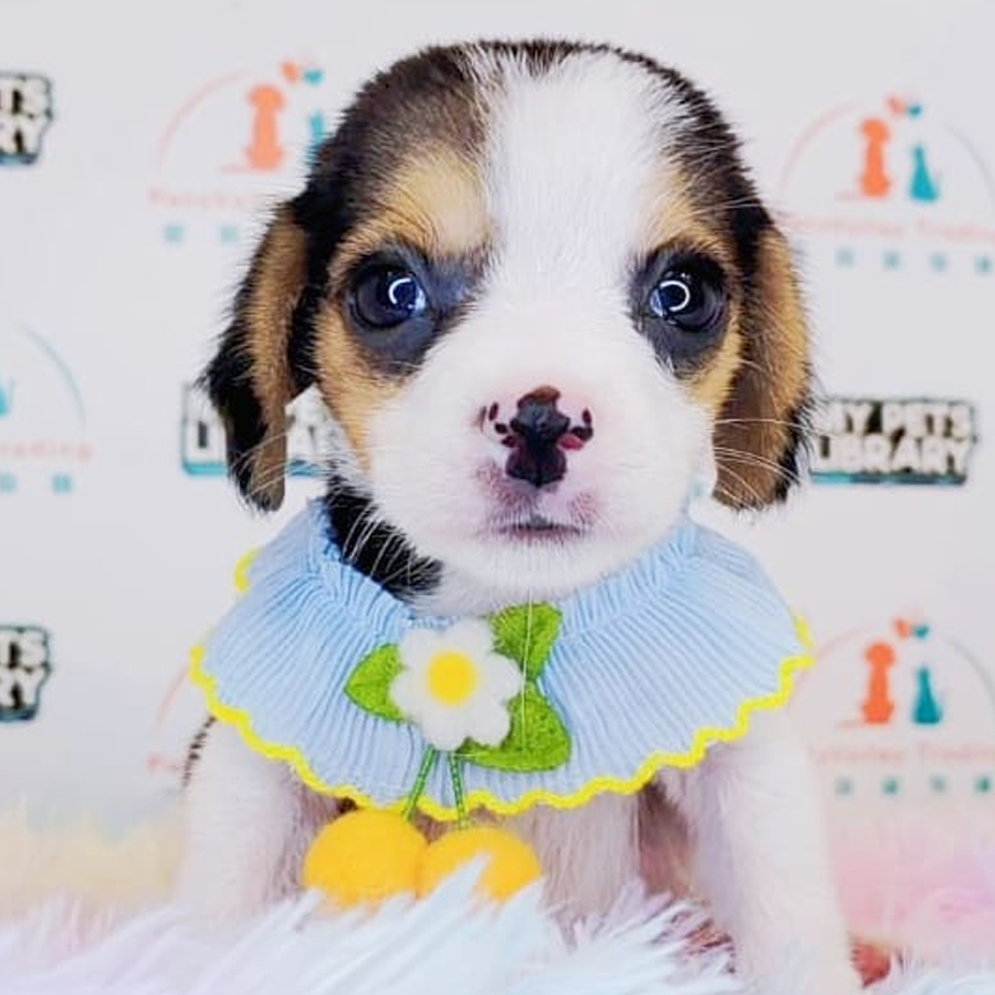Beagle Puppy (Male) For Sale