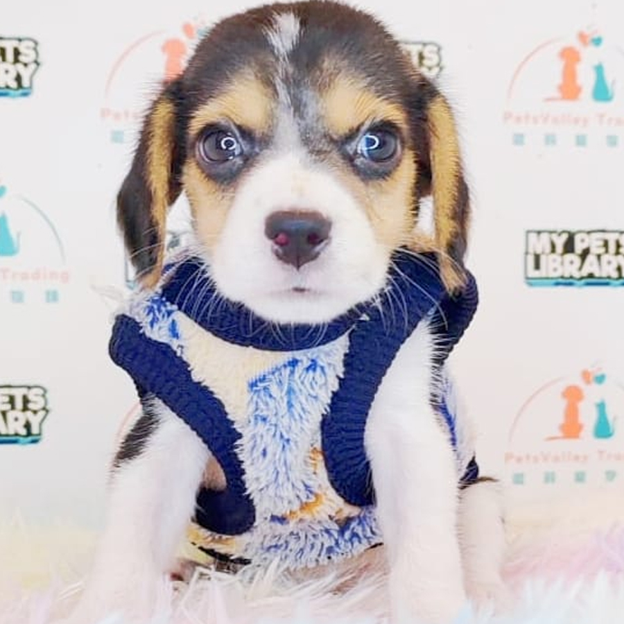 Beagle Puppy (Female) For Sale