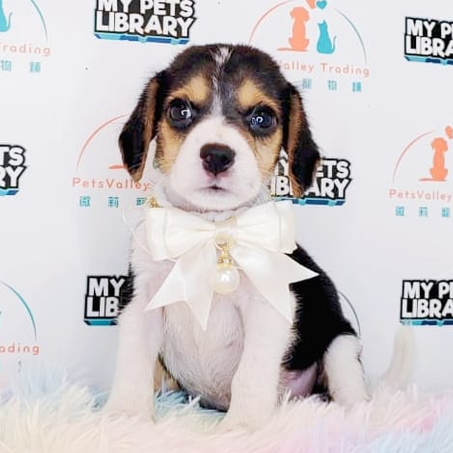 Beagle Puppy (Male) For Sale