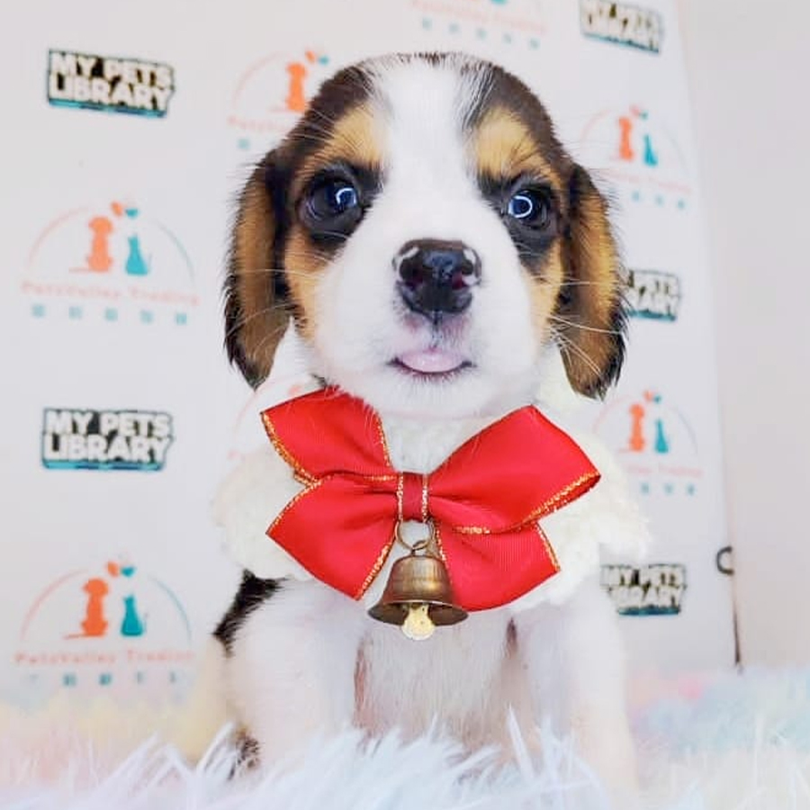 Beagle Puppy (Female) For Sale