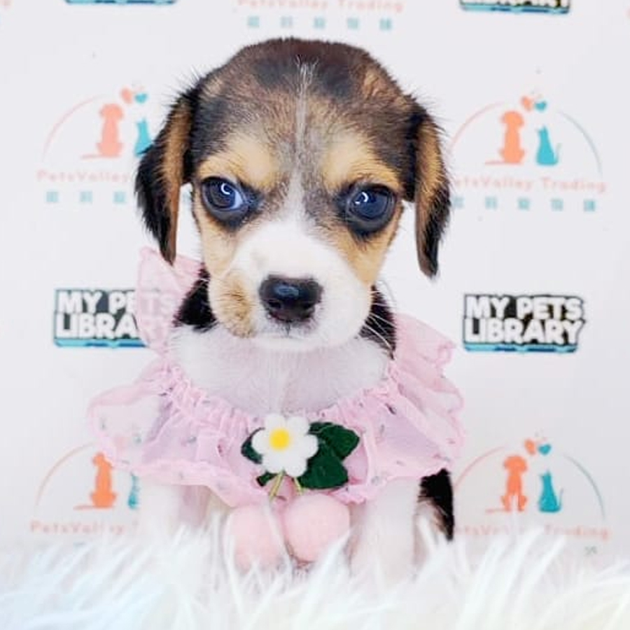 Beagle Puppy (Male) For Sale