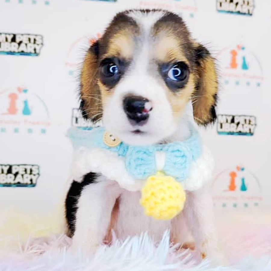 Beagle Puppy (Female) For Sale