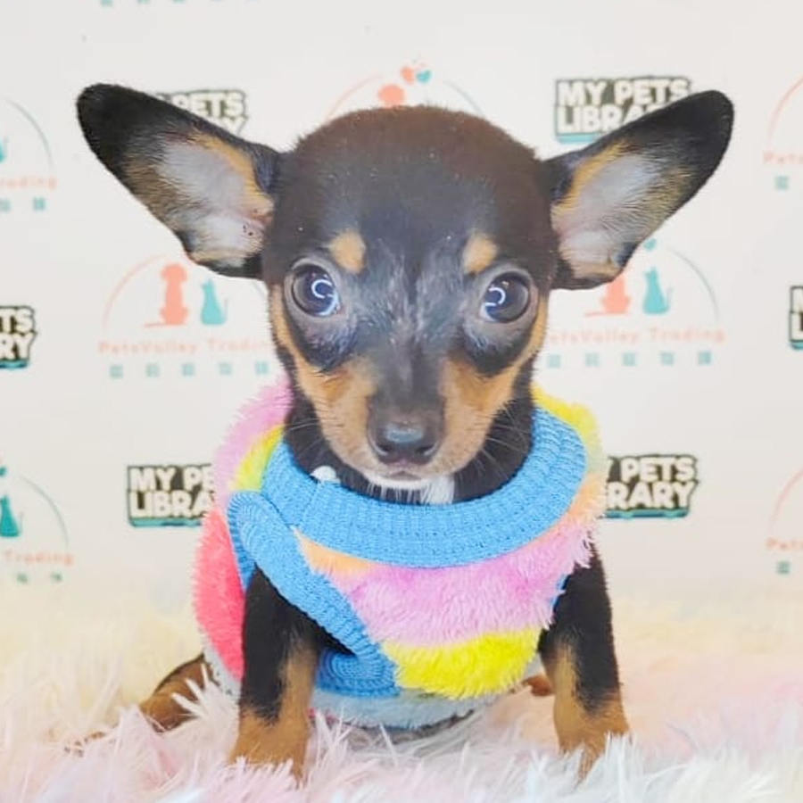 Pinscher Puppy (Female) For Sale