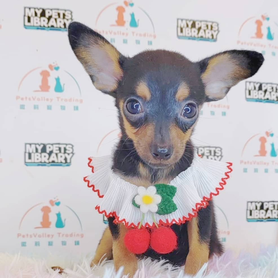 Pinscher Puppy (Female) For Sale