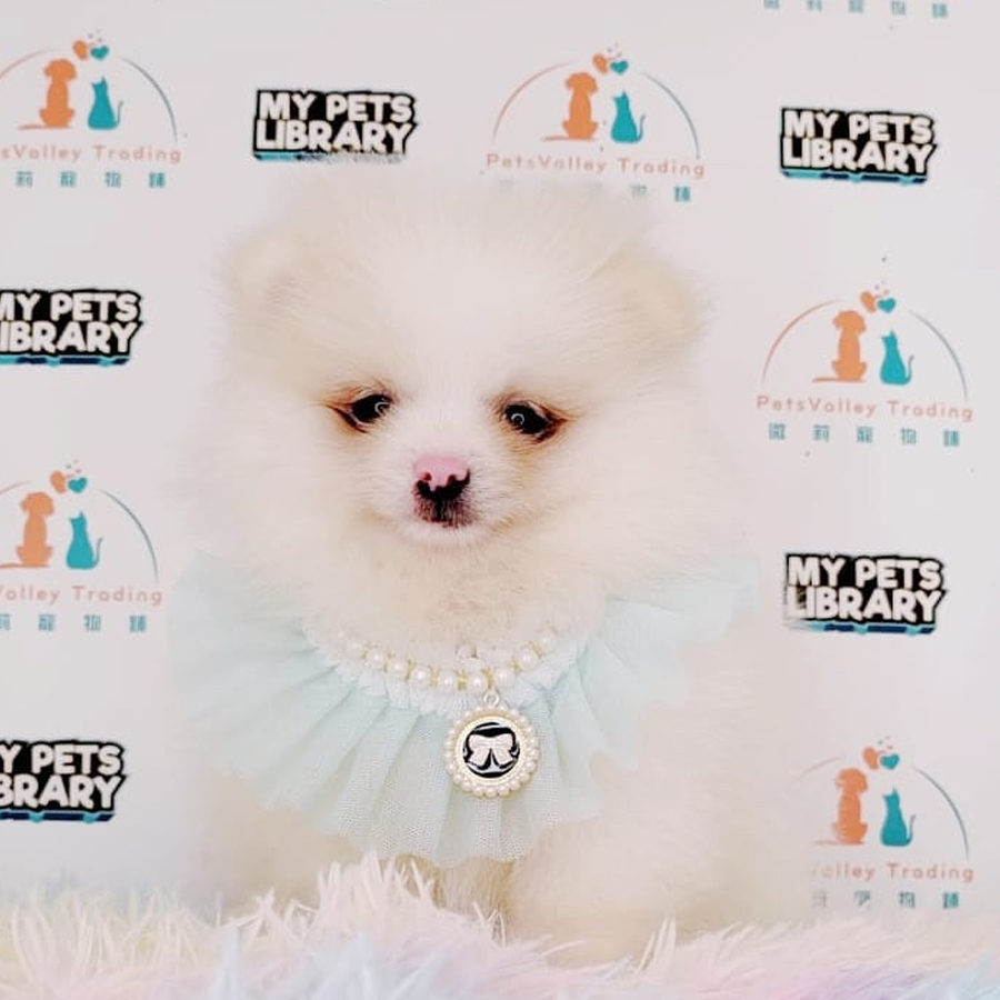 Tiny Pomeranian Puppy (Female) For Sale