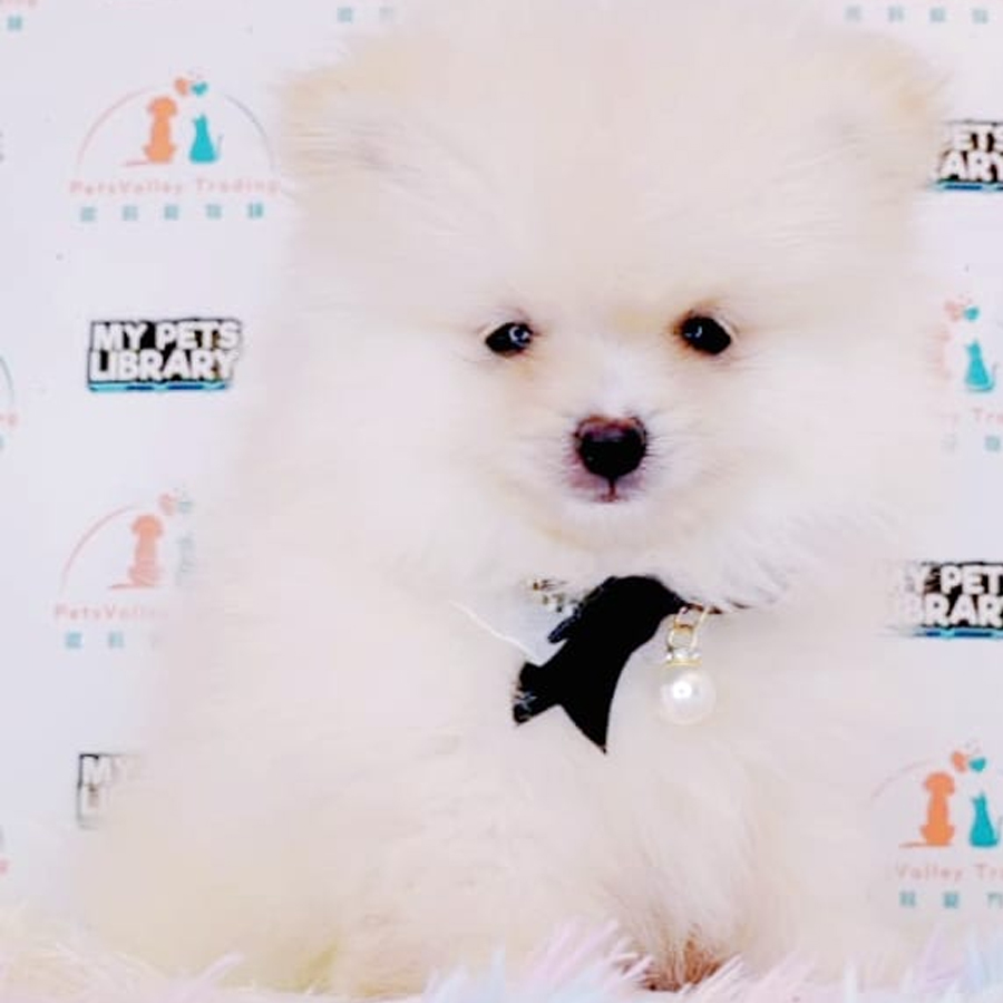 Tiny Pomeranian Puppy (Male) For Sale