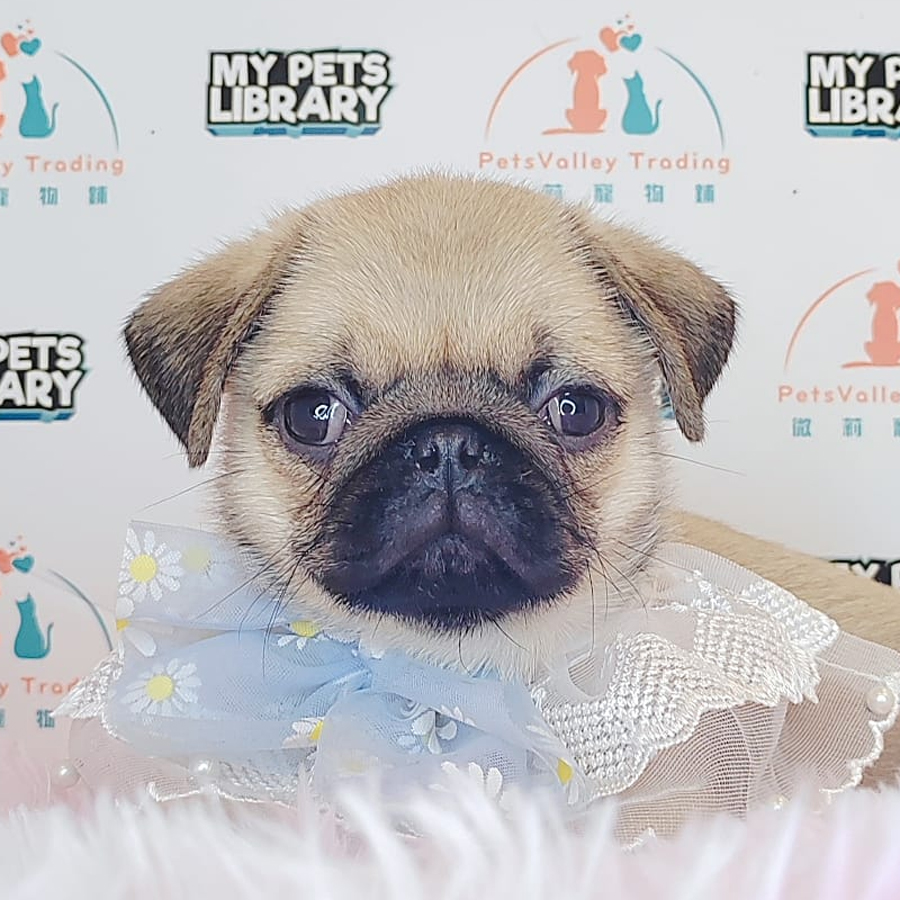Pug Puppy (Female) For Sale
