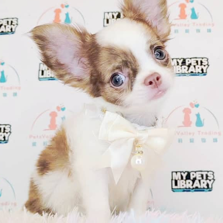 Chihuahua Puppy (Male) For Sale