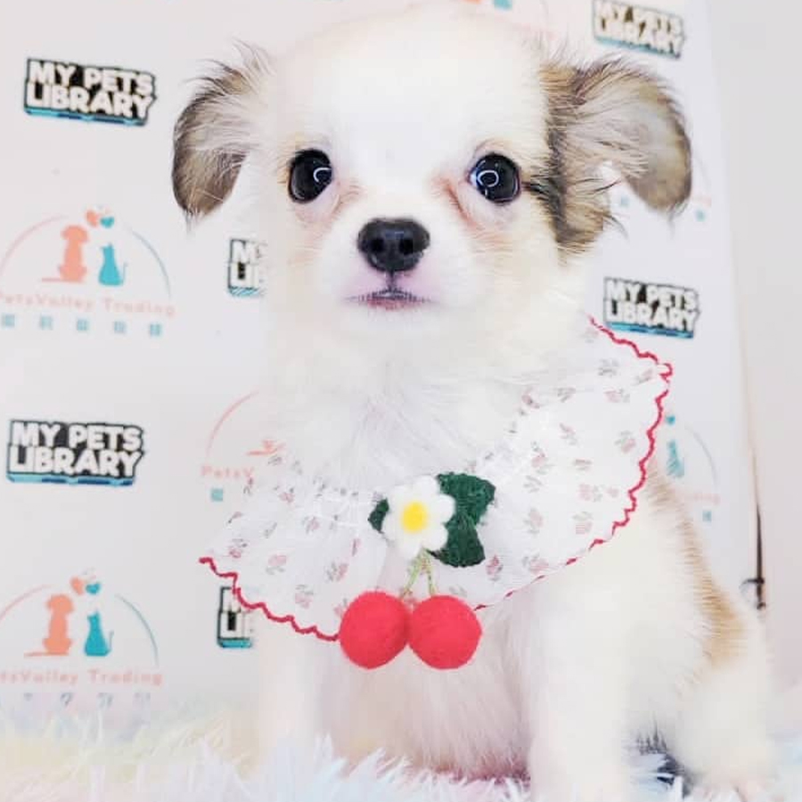 Chihuahua Puppy (Male) For Sale