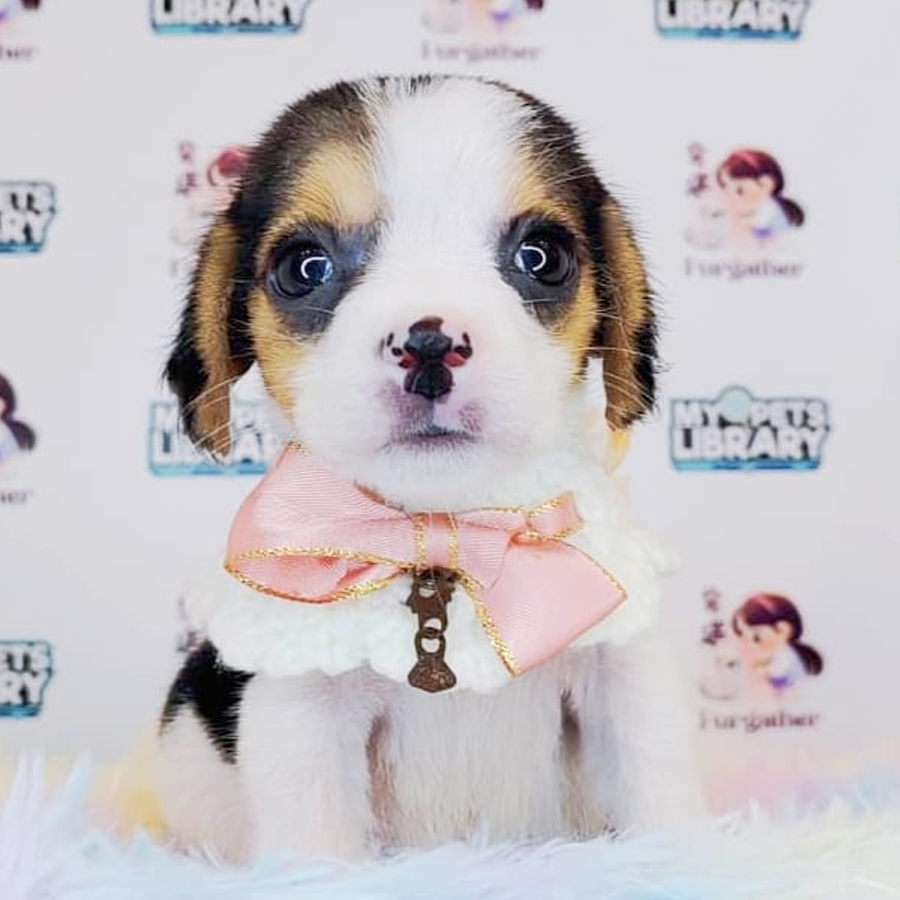 Beagle Puppy (Female) For Sale