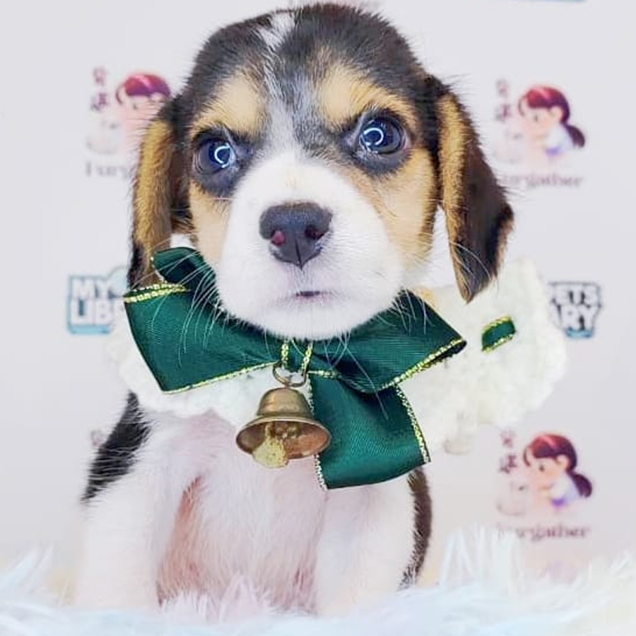 Beagle Puppy (Male) For Sale