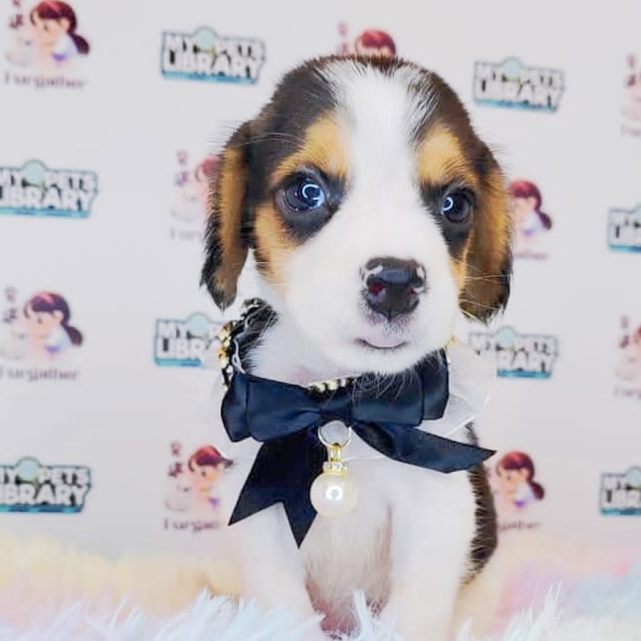 Beagle Puppy (Male) For Sale