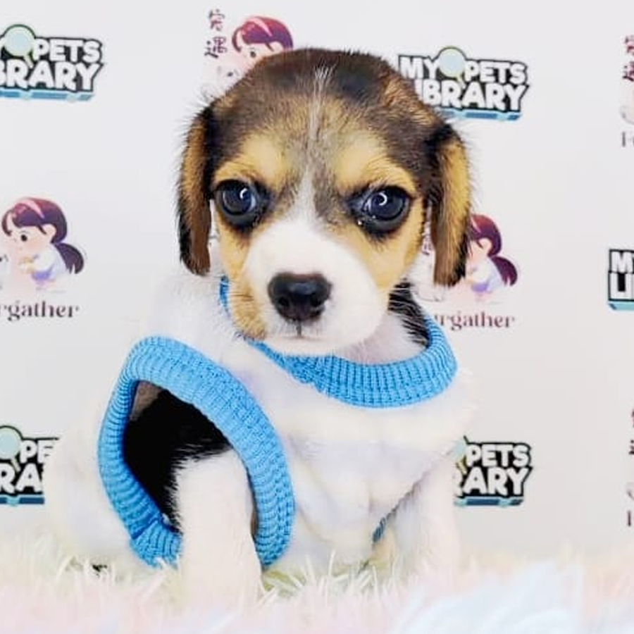 Beagle Puppy (Female) For Sale