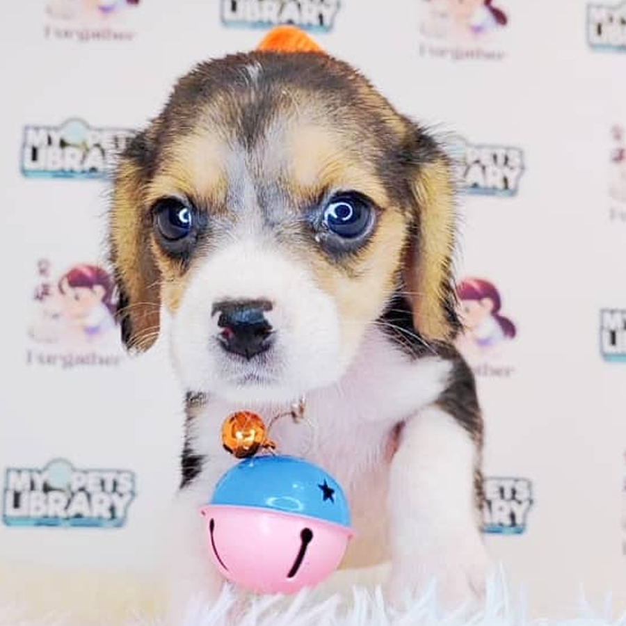 Beagle Puppy (Female) For Sale
