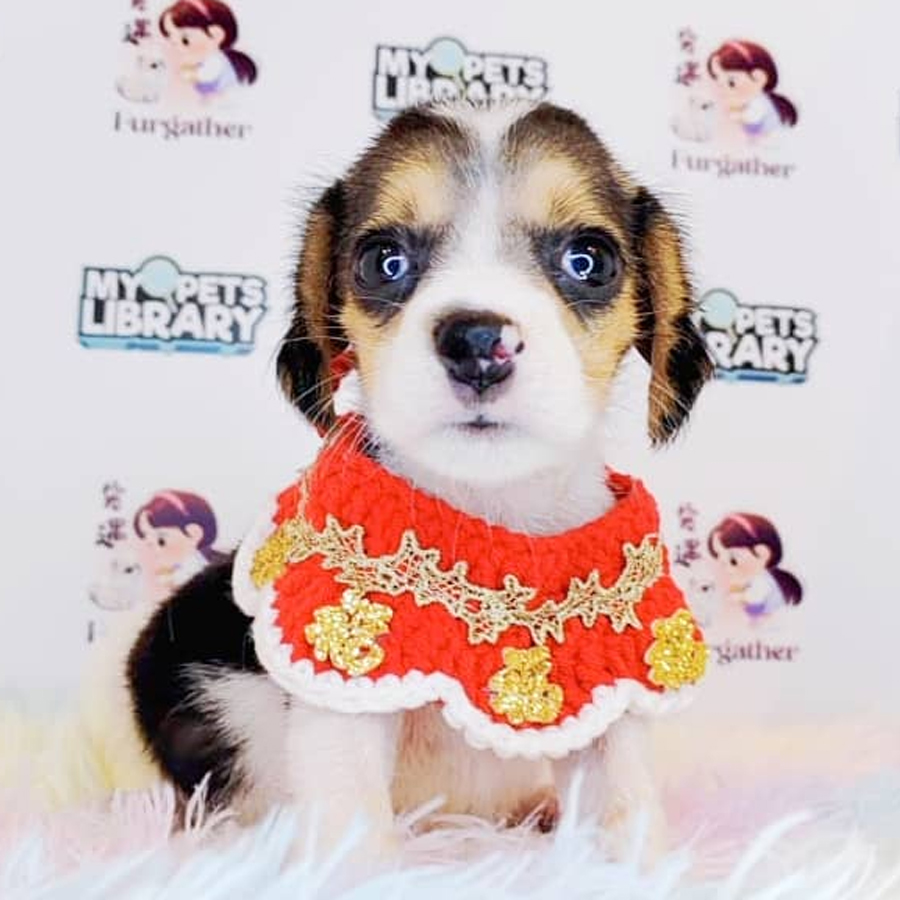 Beagle Puppy (Male) For Sale