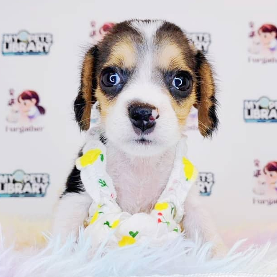 Beagle Puppy (Female) For Sale
