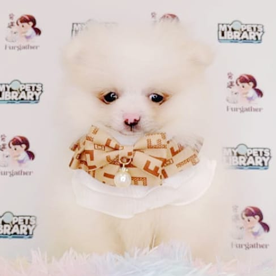 Pomeranian Puppy (Female) For Sale
