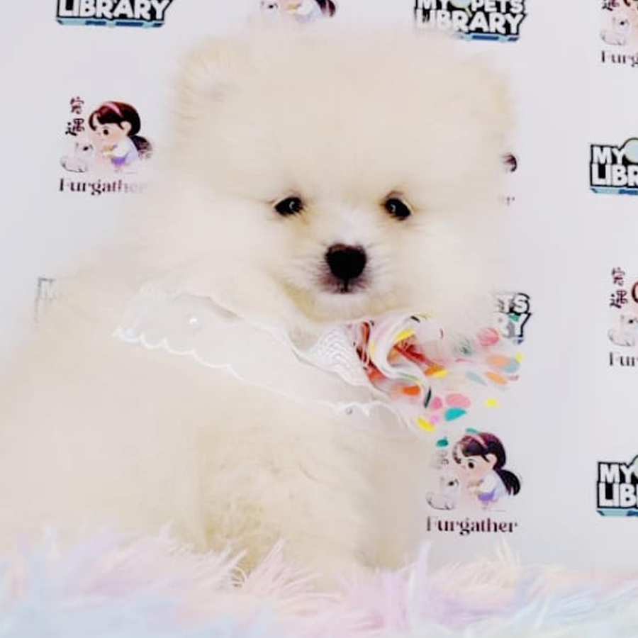 Pomeranian Puppy (Male) For Sale