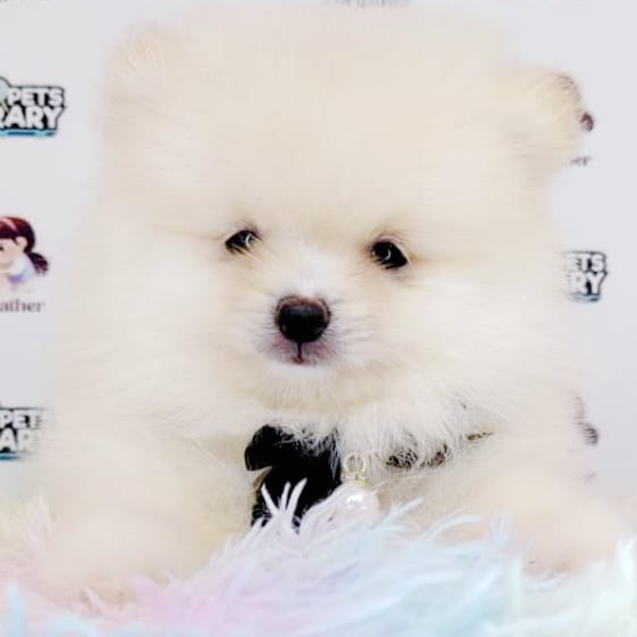 Pomeranian Puppy (Female) For Sale