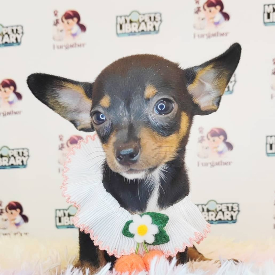 Pinscher Puppy (Male) For Sale