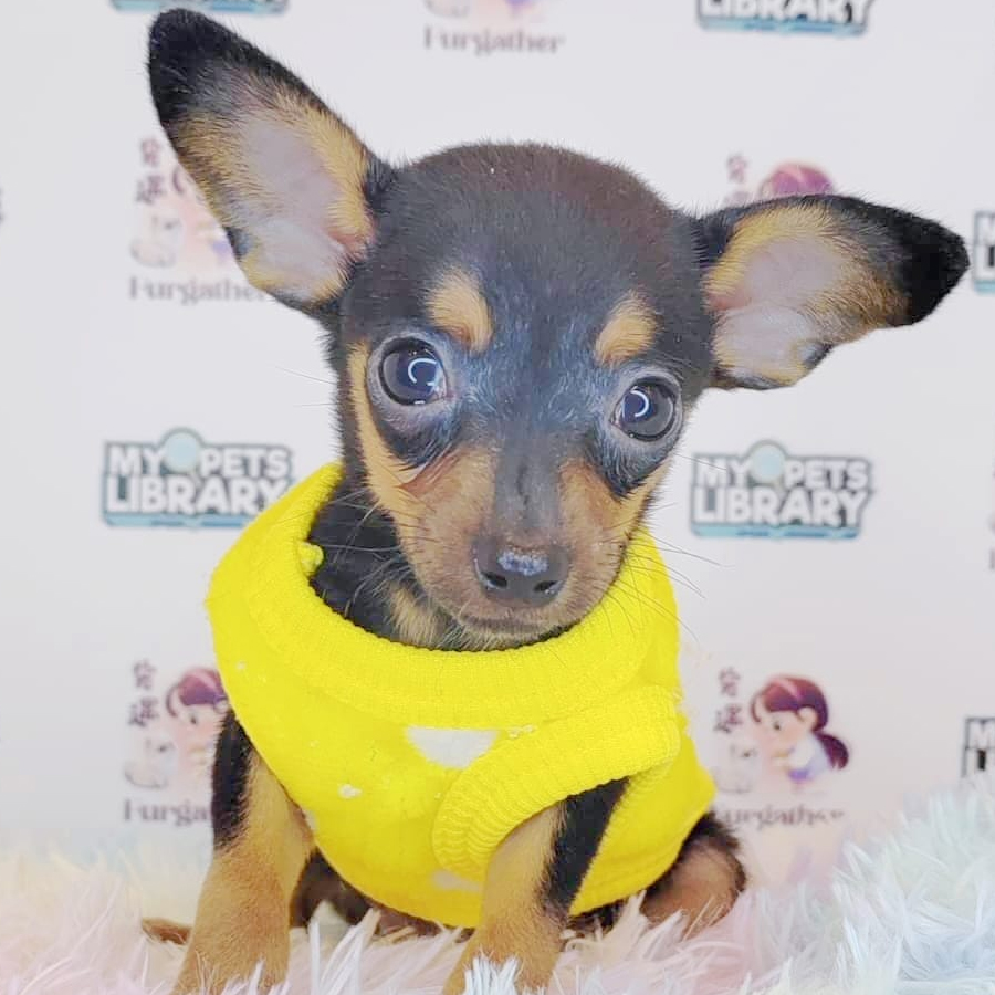 Pinscher Puppy (Male) For Sale