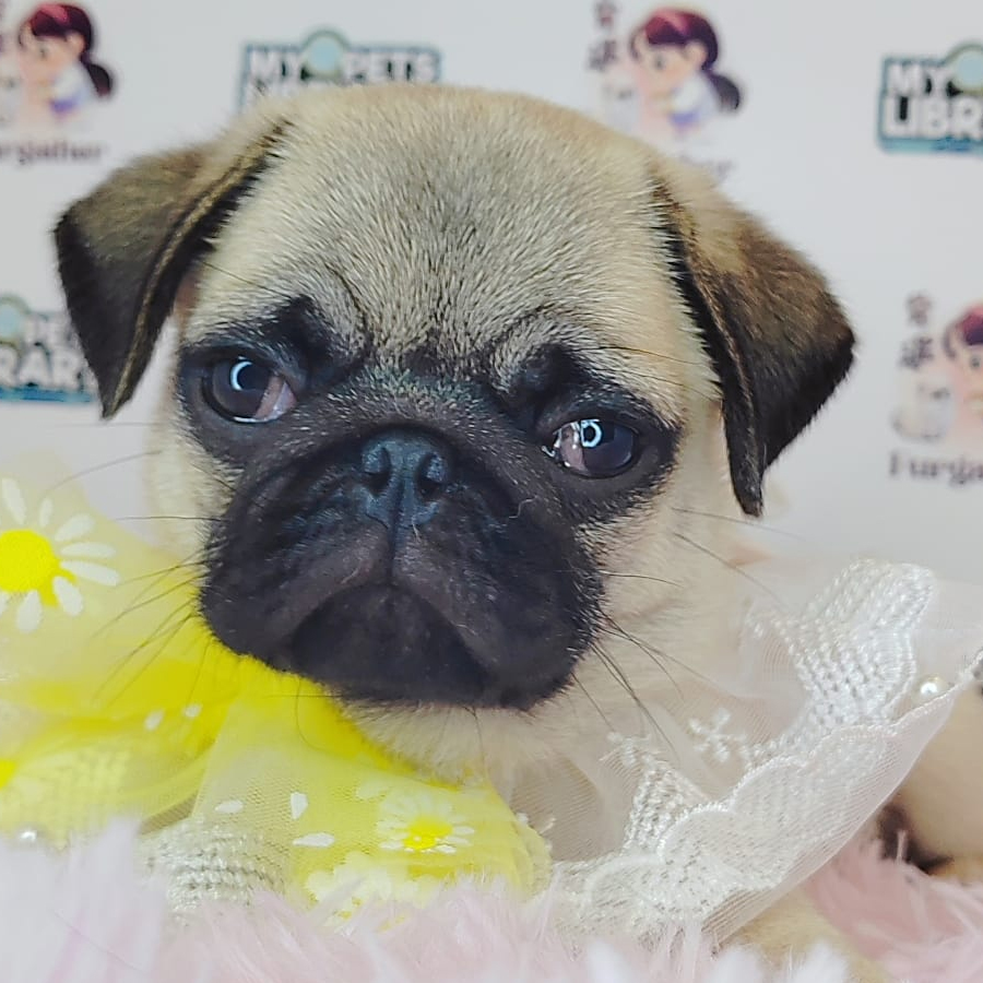 Pug Puppy (Female) For Sale