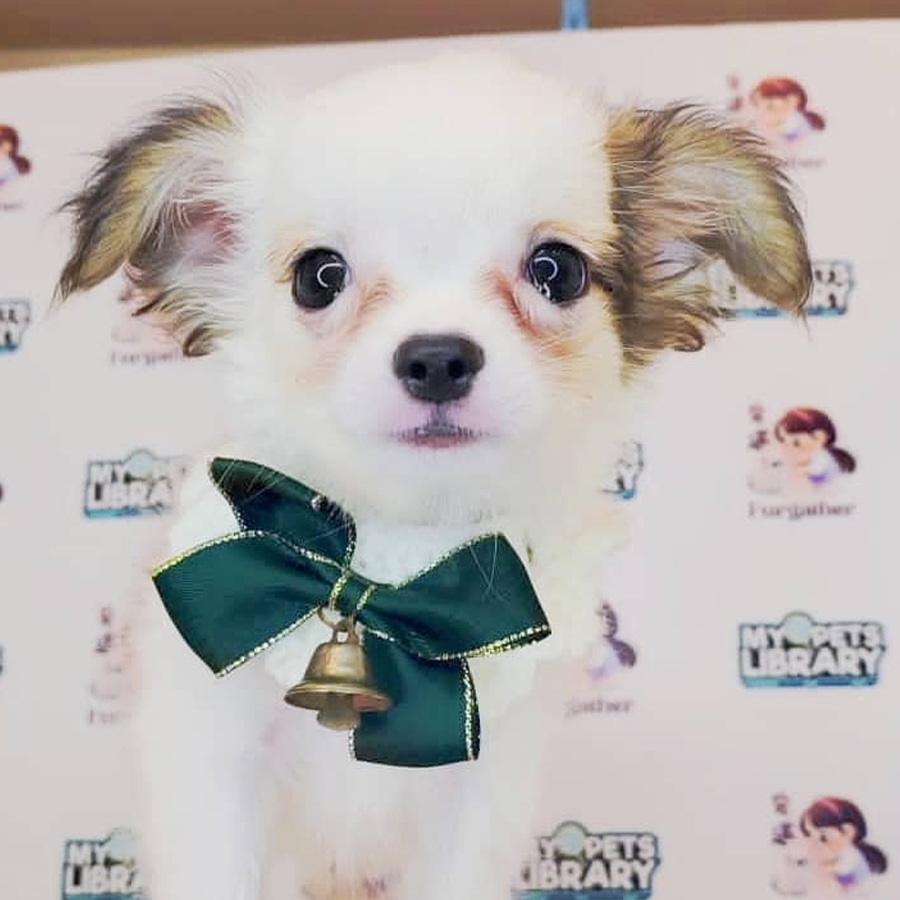 Chihuahua Puppy (Female) For Sale