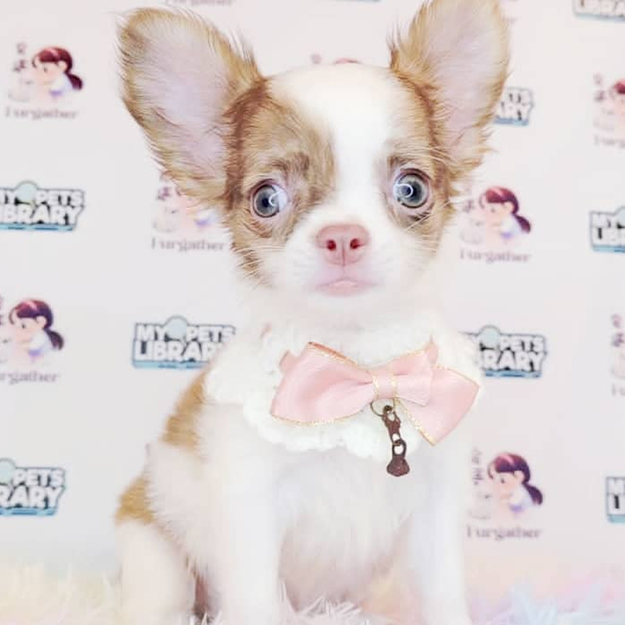 Chihuahua Puppy (Male) For Sale