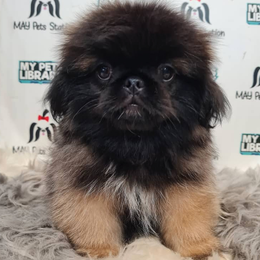 Pekingese Puppy (Female) For Sale