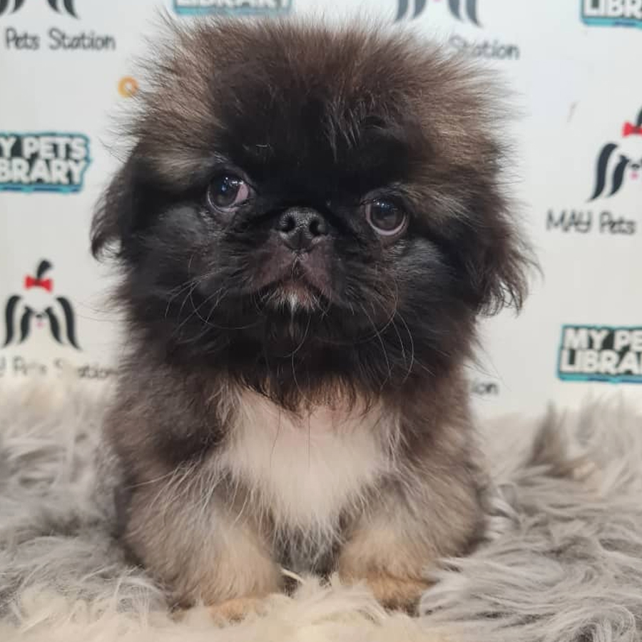 Pekingese Puppy (Female) For Sale