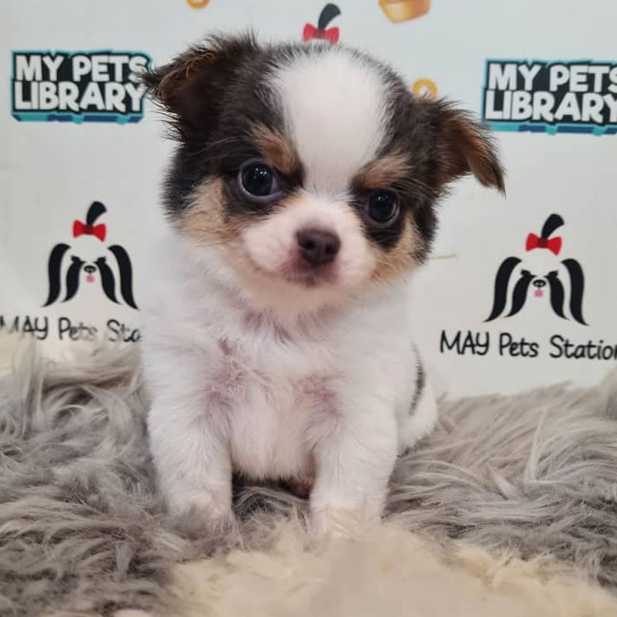 Longcoat Chihuahua Puppy (Male) For Sale