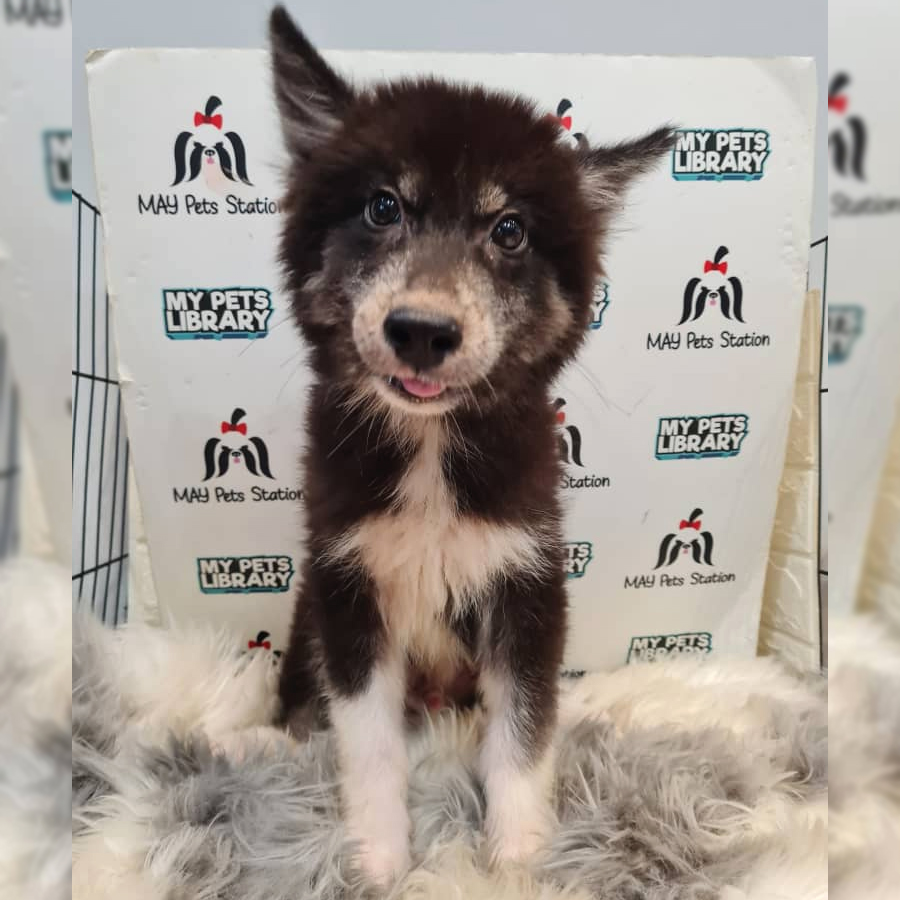 Pomsky Puppy (Male) For Sale