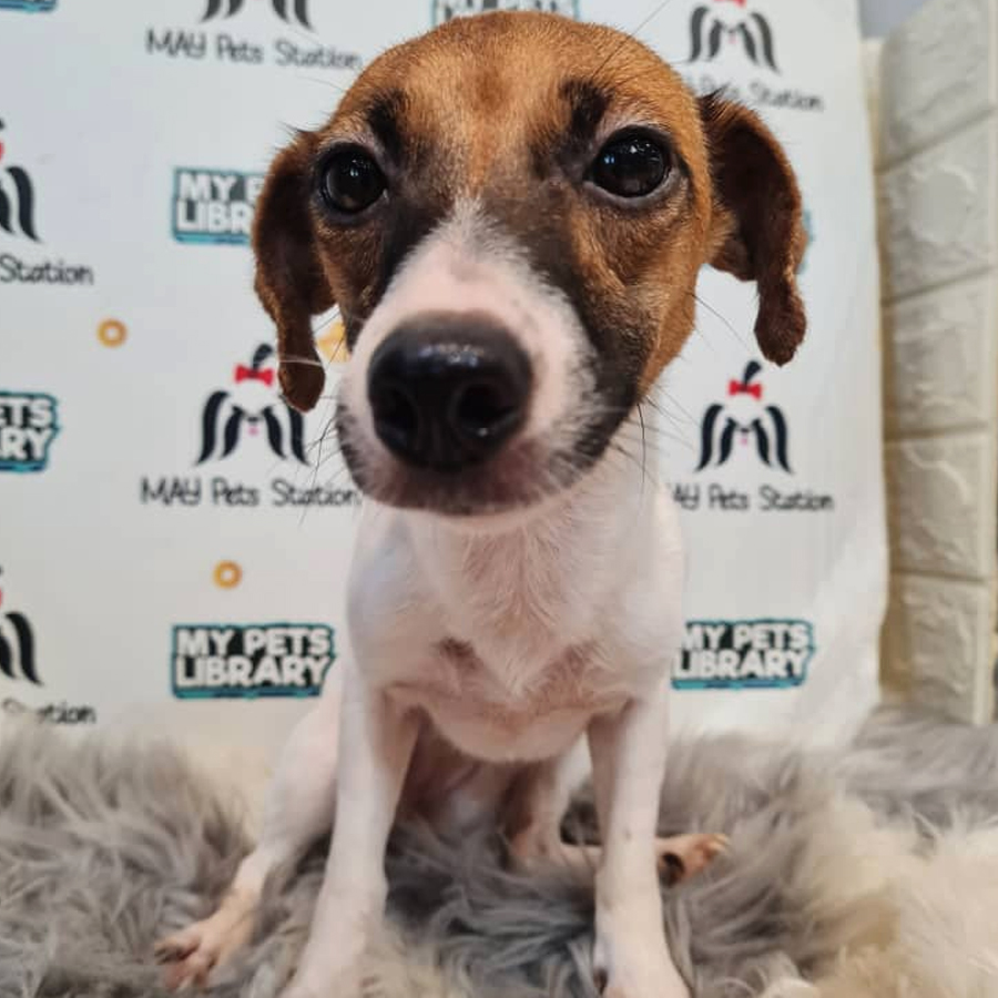 Jack Russel Puppy (Female) For Sale