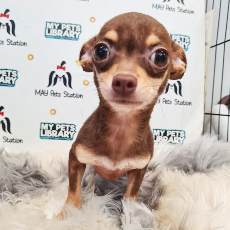 Shortcoat Chihuahua Puppy (Female) For Sale