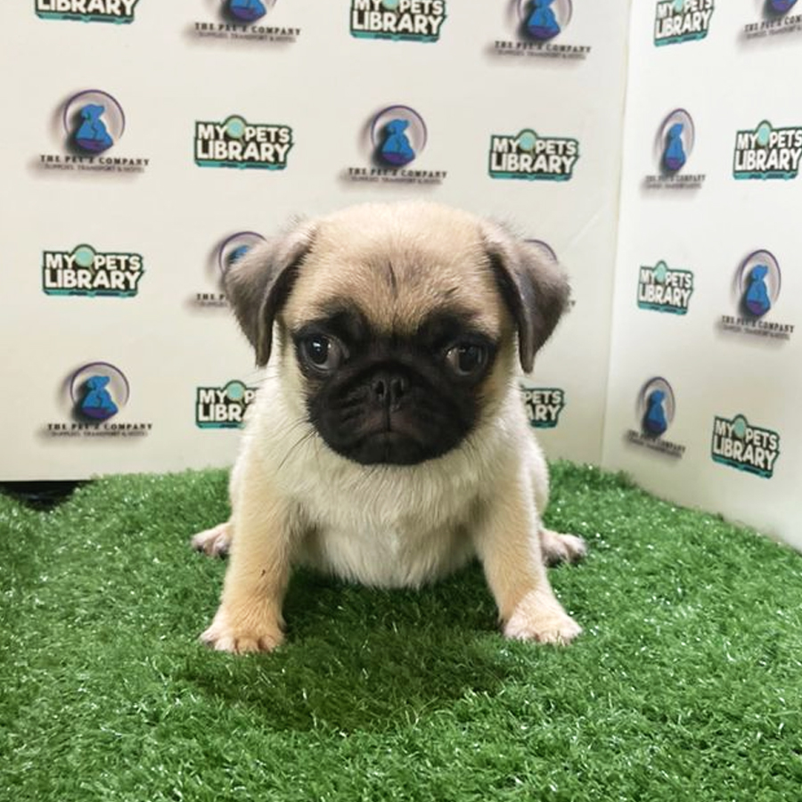 Pug Puppy (Female) For Sale