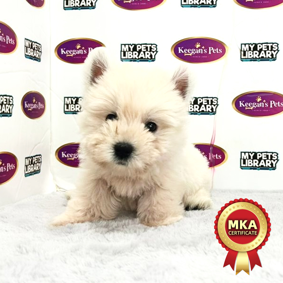 MKA West Higland Terrier Puppy (Female) For Sale