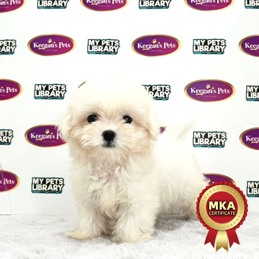 MKA Tiny Maltese Puppy (Male) For Sale