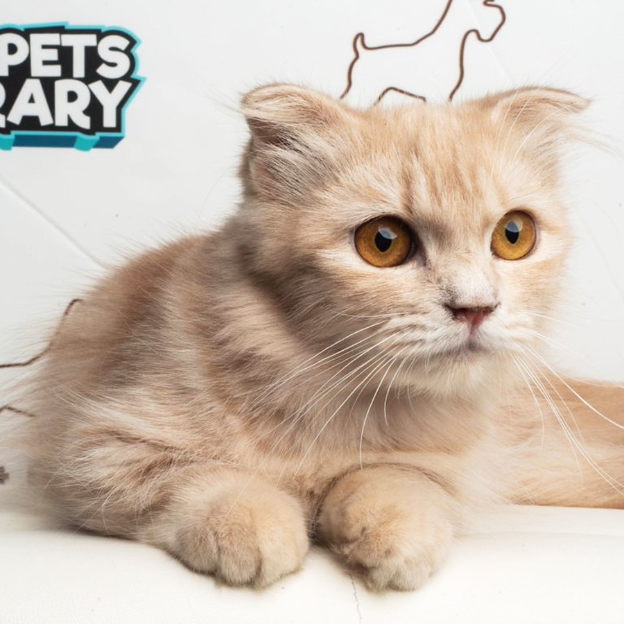 Munchkin Kilt Kitten (Female) For Sale