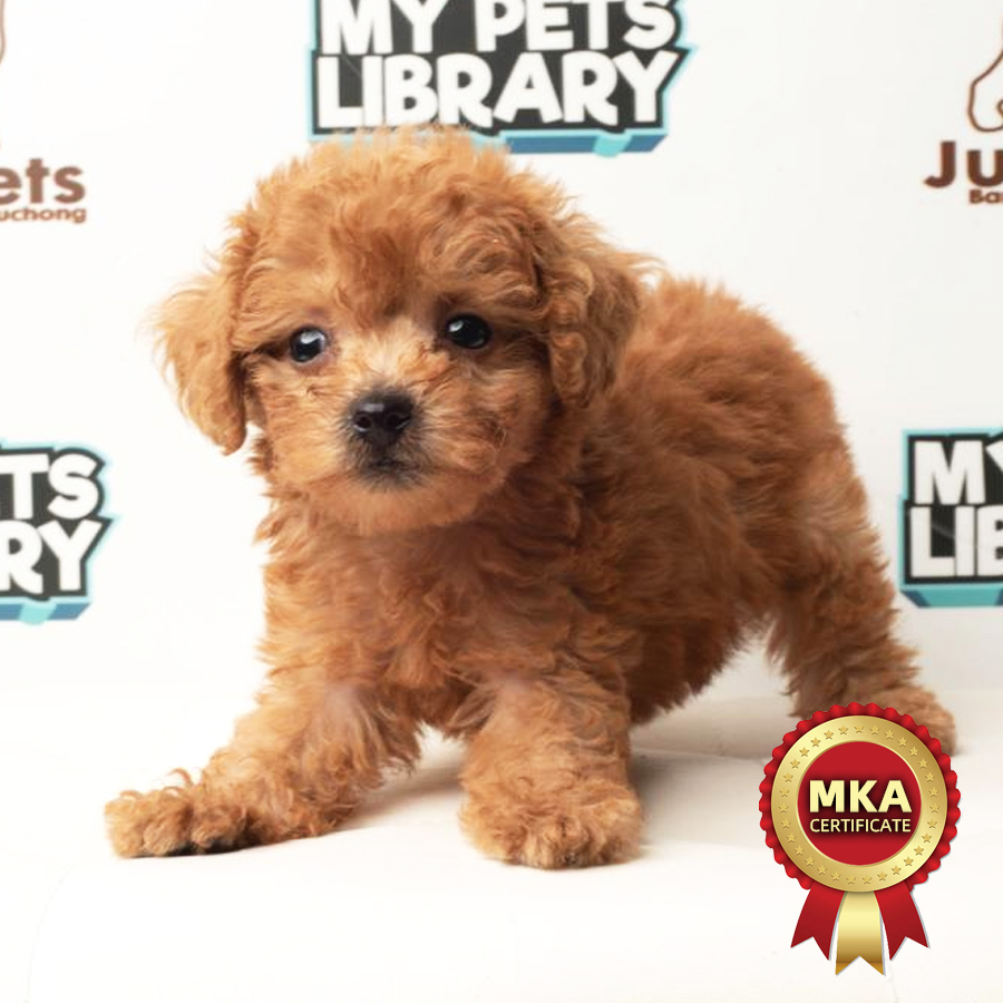 MKA Tiny Poodle Puppy (Male) For Sale