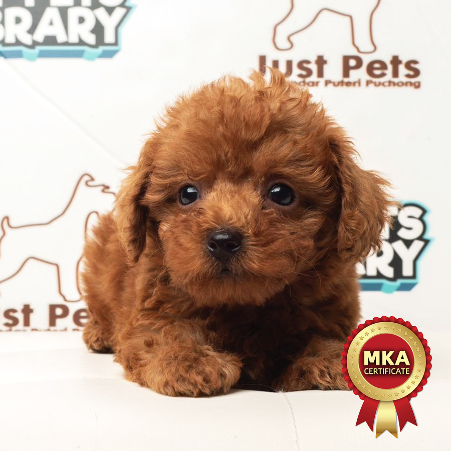 MKA Tiny Poodle Puppy (Male) For Sale